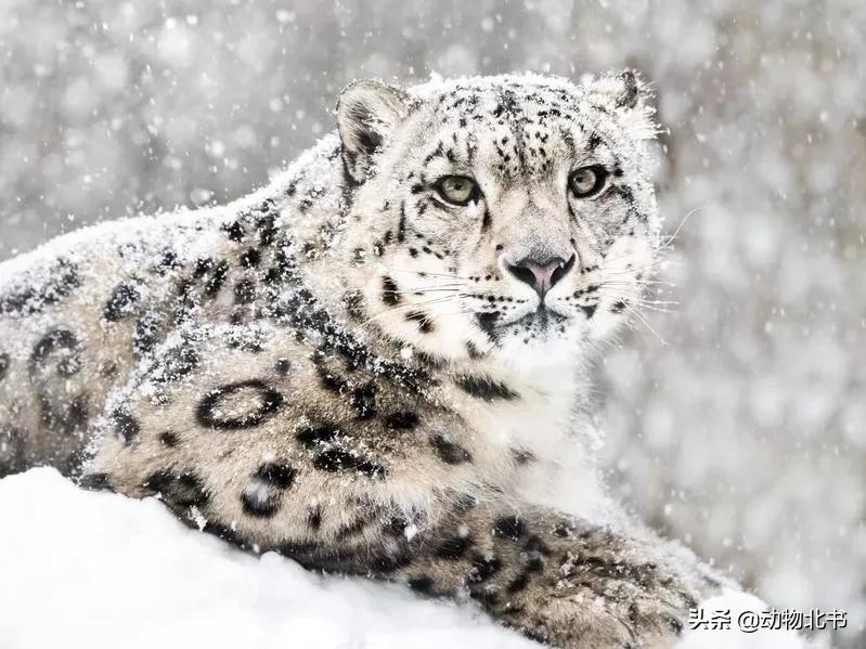 中国36个省份代表的动物,20种有代表性的动物