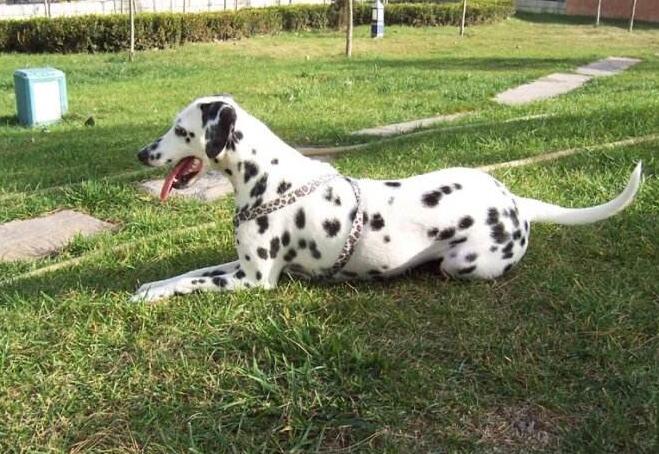 母斑点狗和公斑点狗的哪个颜值高,斑点狗的优缺点及性格