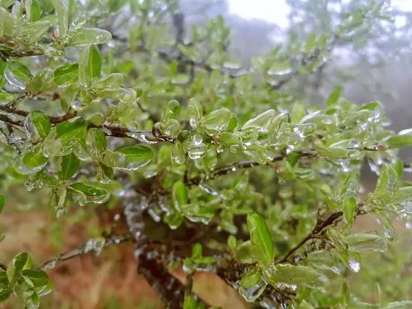 鹅毛大雪、冰粒、雨凇！听说下冰雹了？专家：是霰（xian）！焦作未来天气如何？