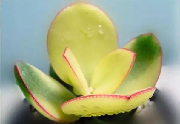 落日之雁多肉怎么养,新花月锦老桩落日之雁多肉植物