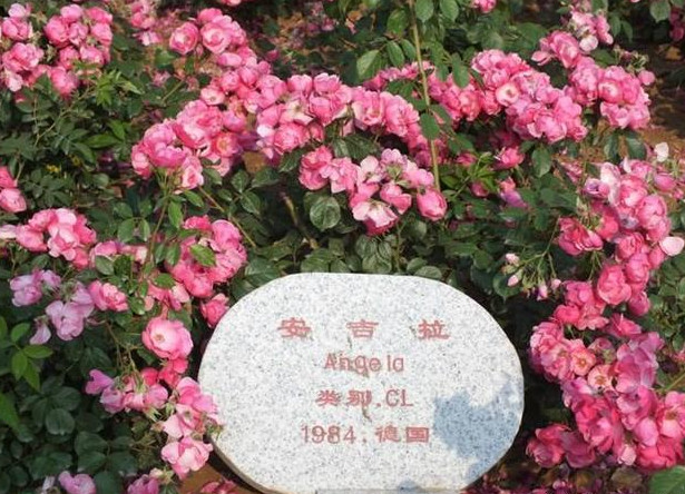 月季花简称,月季花的种类及英文名称