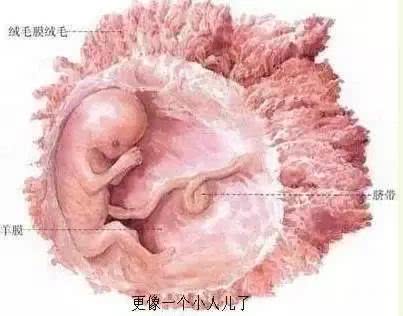揭秘女人受精胎儿形成过程！十月怀胎就是生命最大的奇迹！