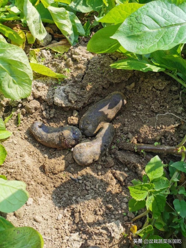 紫土豆怎么种,紫土豆的种类及功效