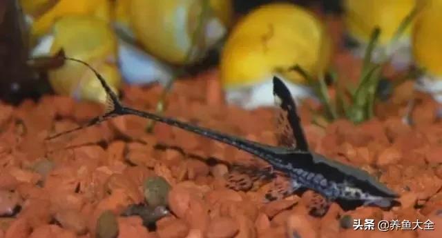 异型鱼饲养指南,异型鱼饲养方法