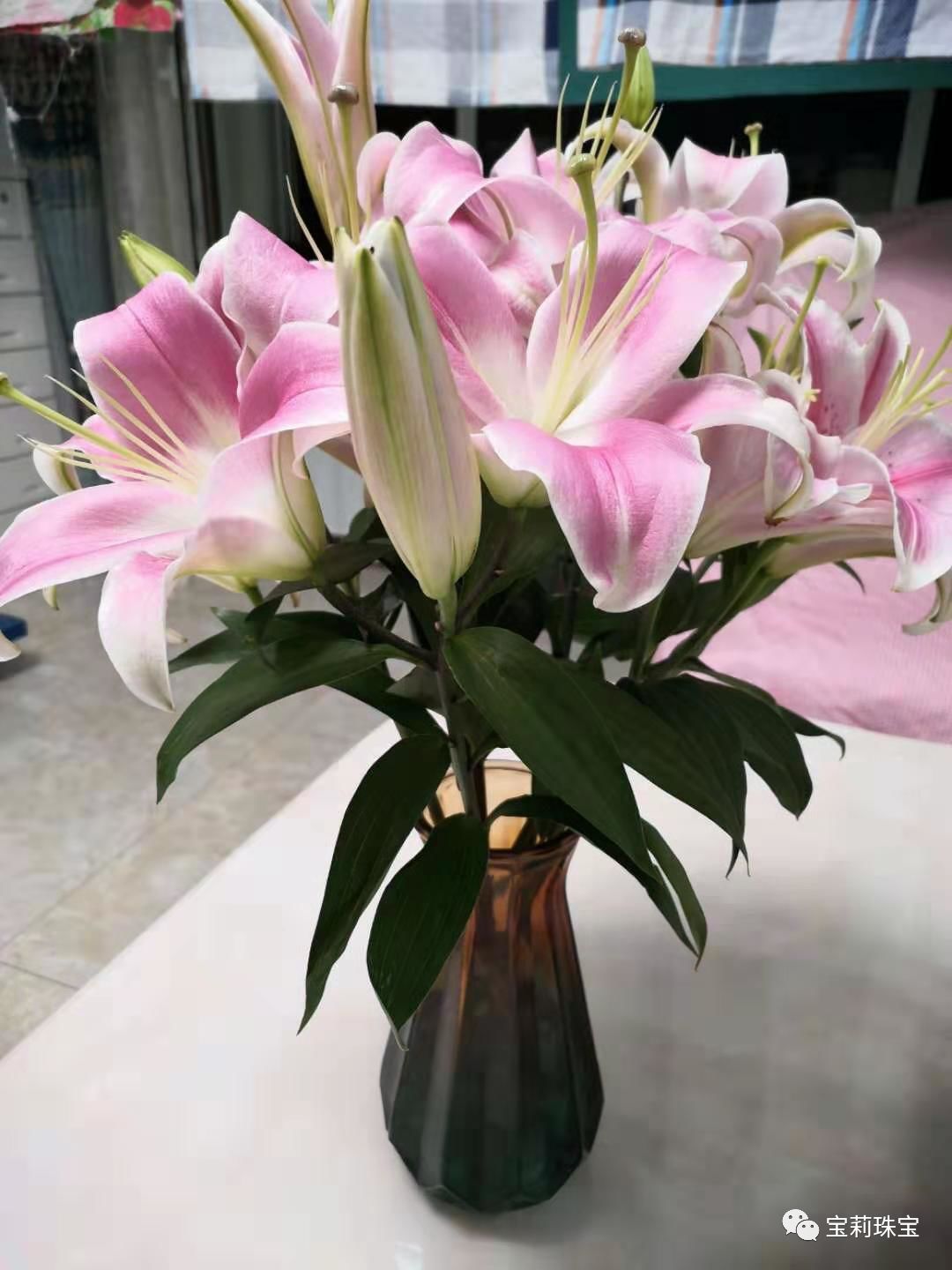 初美优选樊莉莉：百合花的养护