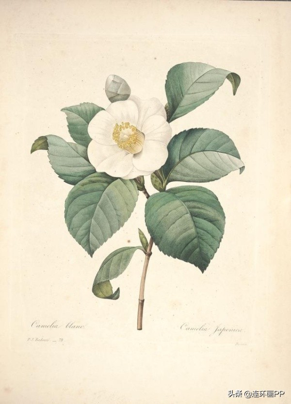 插画风简单的花手绘图片,唯美手绘田园插画图片大全