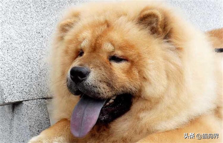 松狮犬如何饲养,三个月的松狮犬饲养方法