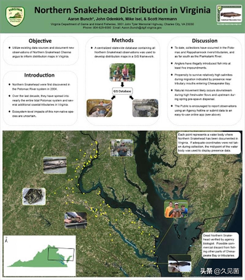 黑鱼有多凶残,中国巨型黑鱼有多大