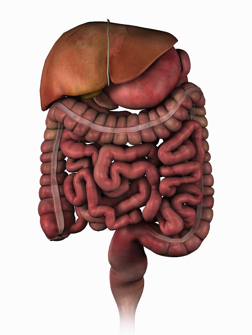 中医基础知识五脏六腑,中医五脏六腑基础知识