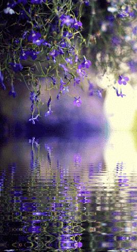 神秘的水中花,趣味神奇的水中花