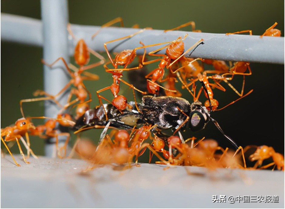 夏季当心这6种小虫被咬可能丧命,需要警惕的虫子