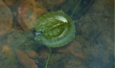 怎么养绿水最简单,怎样用绿水养苗