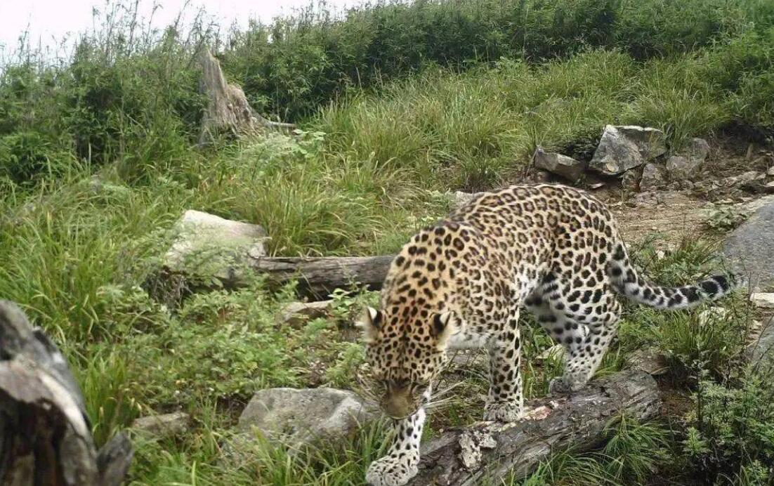 首次发现野生金钱豹,四川惊现野生金钱豹是真的吗