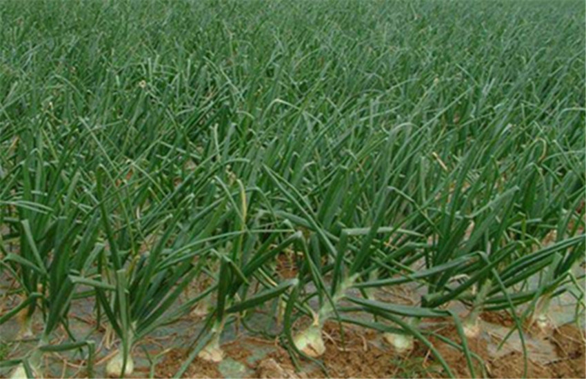 紫圆葱怎样种植,圆葱的种植步骤和方法