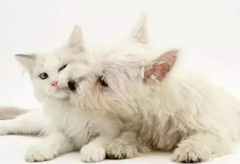 朋友的不同表达,朋友的不同语言表达