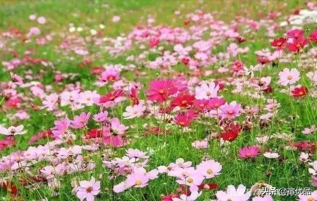 苏州太湖花海主题公园,太湖花海游乐场