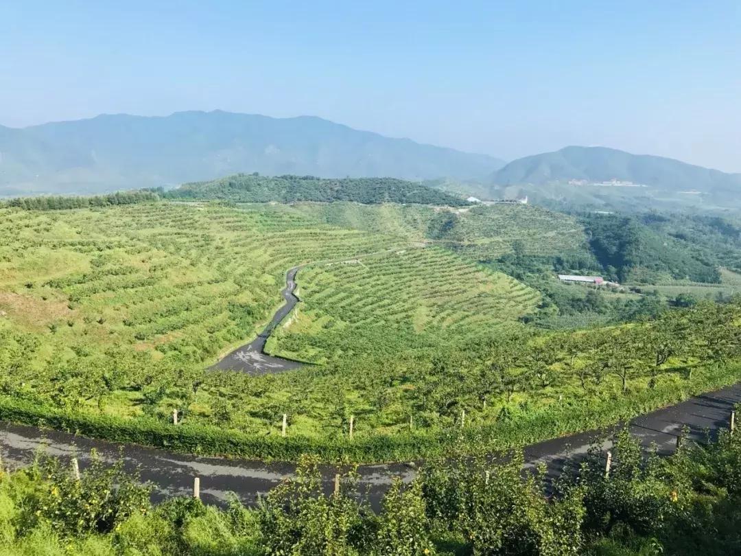 行走辽宁看振兴｜大梨树村的笑声