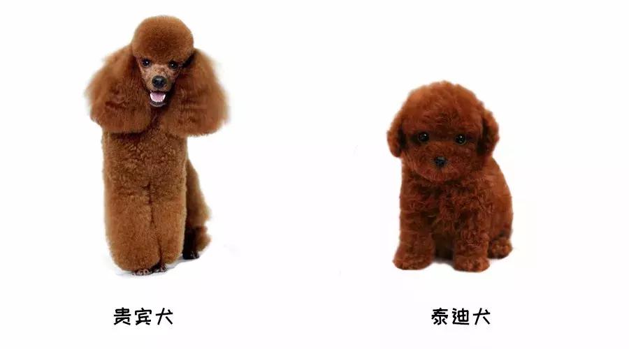 泰迪和贵宾的来历,贵宾与泰迪是一个品种吗