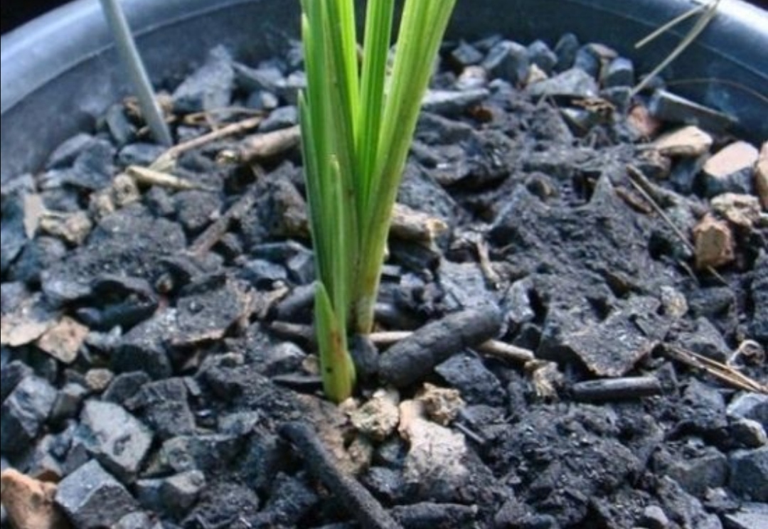 花卉虫子的种类除虫方法,怎么预防花卉生虫