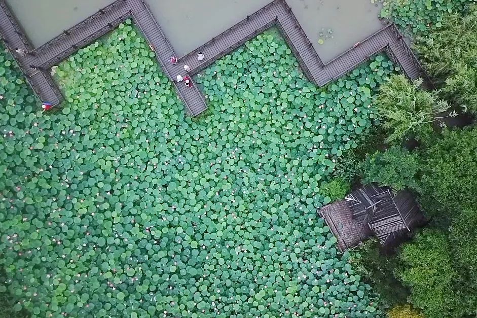 三月赏花一日游上海景点,本月上海赏花一日游最佳去处