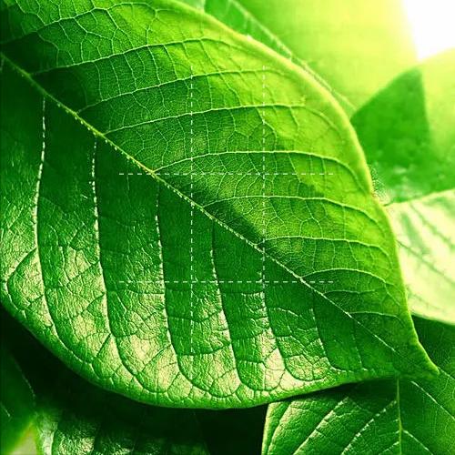 清新花果调香水,清新水生调香水