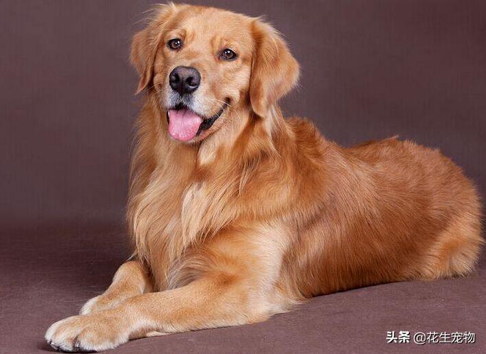 养金毛犬是养公的好还是母的好,金毛犬公的好养还是母的好养