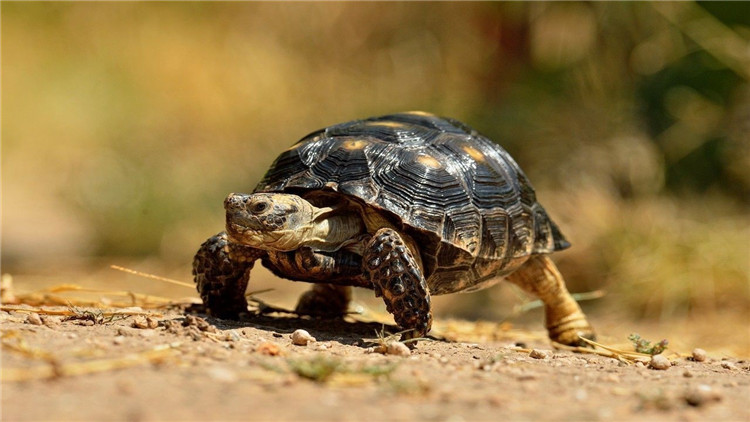 天气冷乌龟不吃食,乌龟不开口吃食怎么办