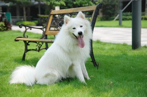 千万莫让爱犬伤人,放任狗狗恐吓他人怎么办