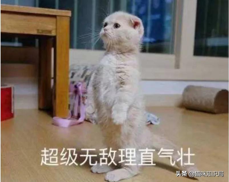 猫粮加营养膏营养够吗,好吃又不贵的猫粮营养膏