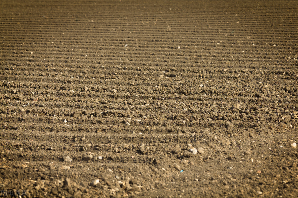 今年秋季庄稼雨水咋样,今年雨水多小麦播种还需要镇压吗