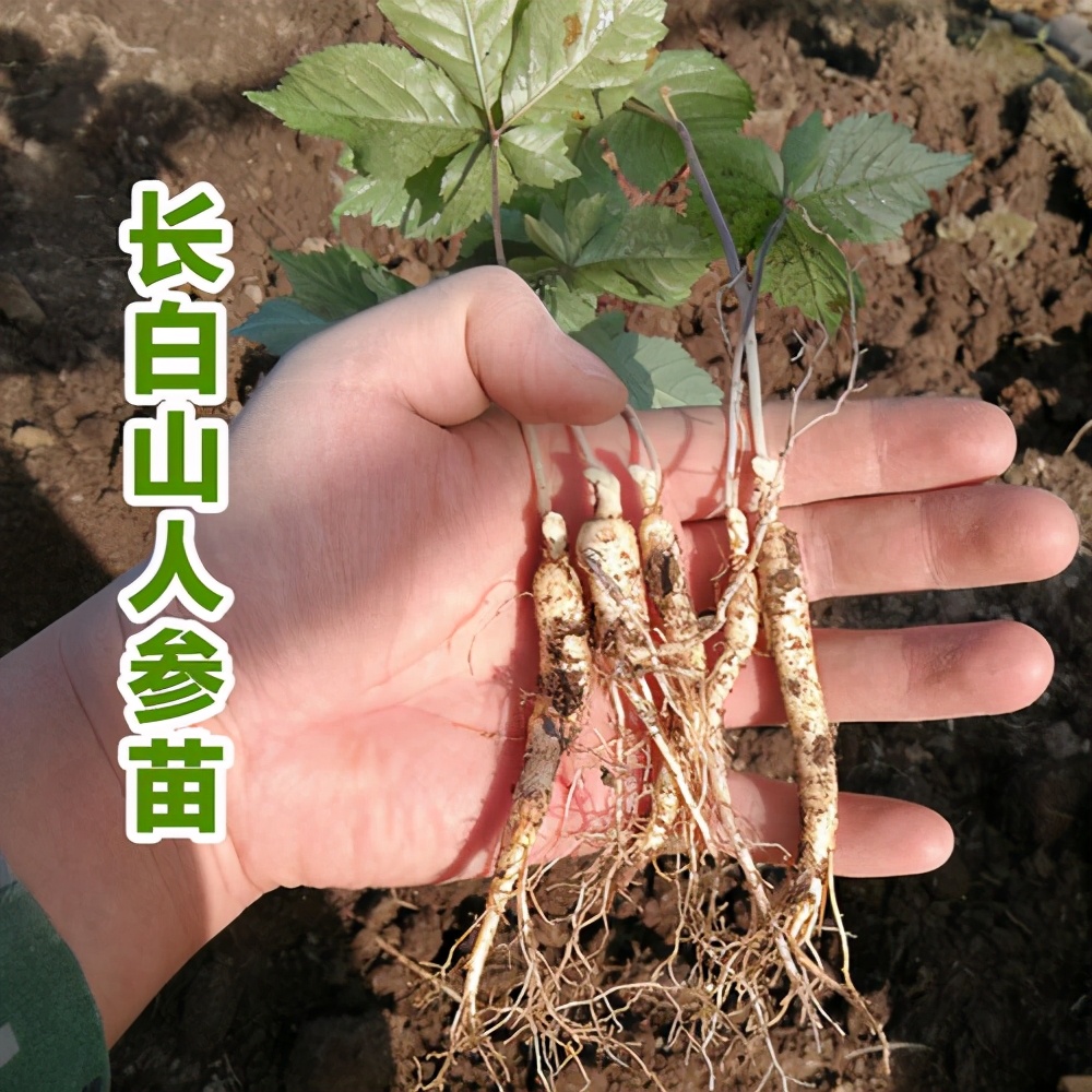 在家养一棵人参,在家里种植人参
