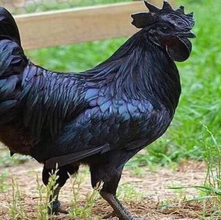 你敢相信吗？鸡这类家禽居然还有这么深的文化内涵