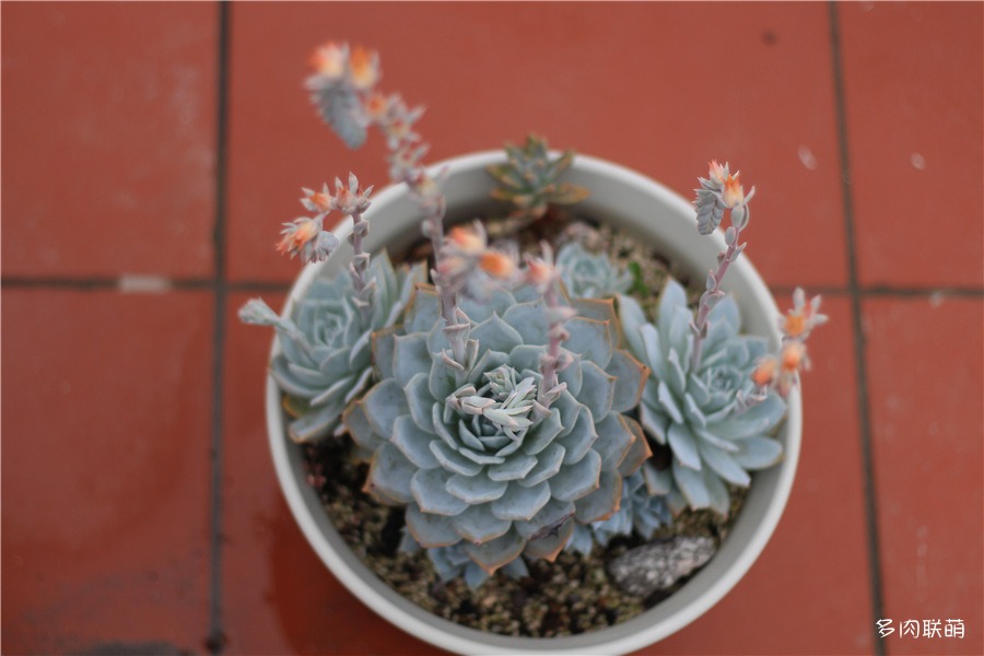 多肉薄叶蓝鸟老桩图片,薄叶蓝鸟最佳养殖方法