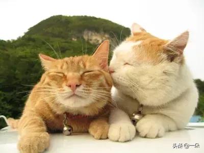 笑话视频笑得肚子痛,讲个笑话给孩子笑得肚子痛