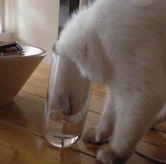 猫咪在地上蜷缩翻滚,猫咪在屋顶的视频