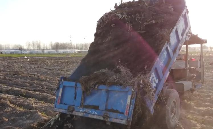 农家肥没少用，蔬菜产量还是低？农户的使用方法要正确