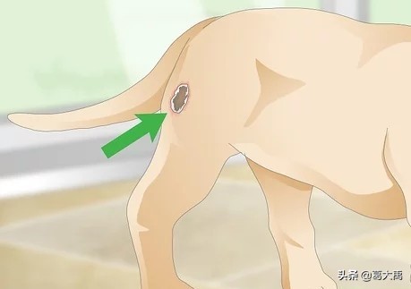 夏季如何辩认跳蚤的咬痕