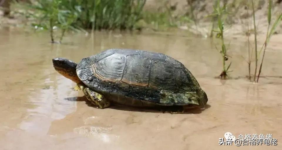 安利几个快速送走你的龟的好办法