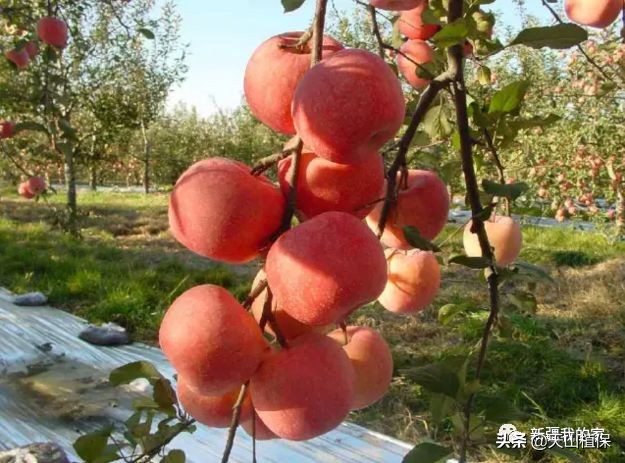 阿拉尔将成为南疆最大的城市,南疆阿拉尔市