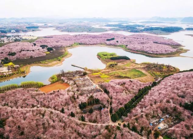 世界最大的樱花园,世界最大的樱花园在贵州吗