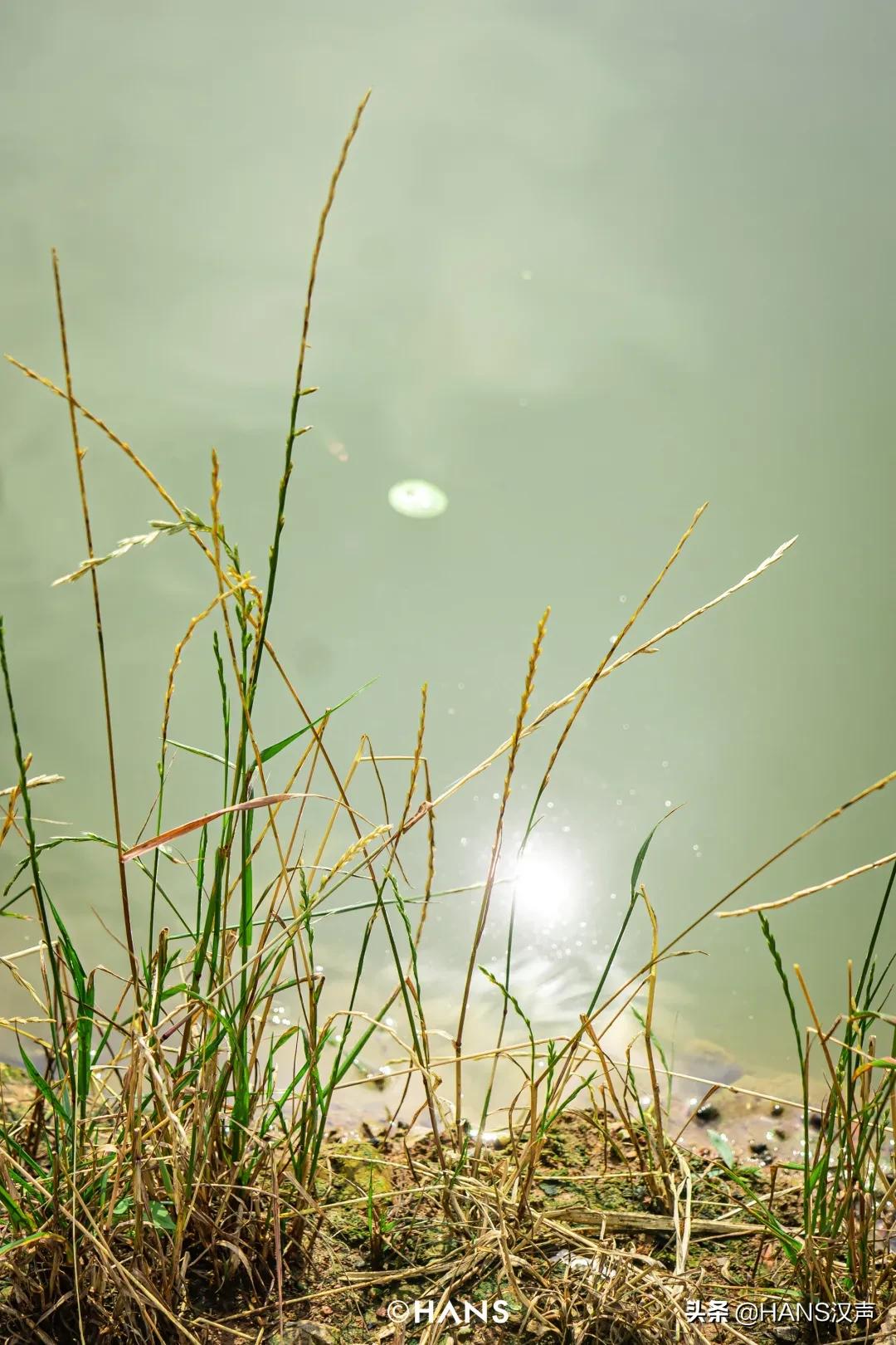 天元邓刚在湖北枣阳钓鱼的视频,武汉天元邓刚视频