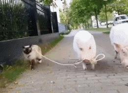 您语文好,够胆来读读试试,防老年痴呆