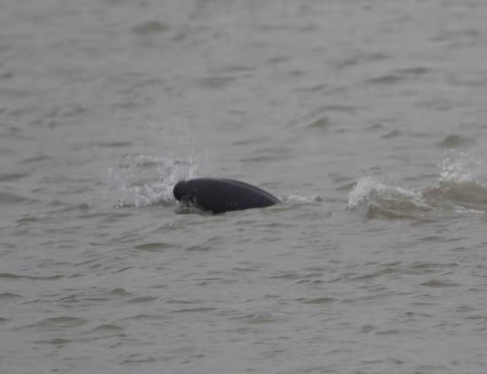 只有丹心似旧时——2020全球候鸟跟踪守护行动纪实（之十二）