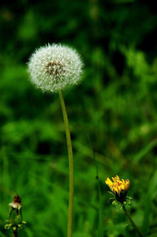 蒲公英价值高,再也不用去山里挖,阳台撒种子长出一大片