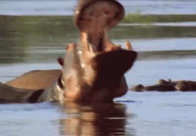 非洲河马钓鱼杀人,却反被人类逼成“脆弱”物种