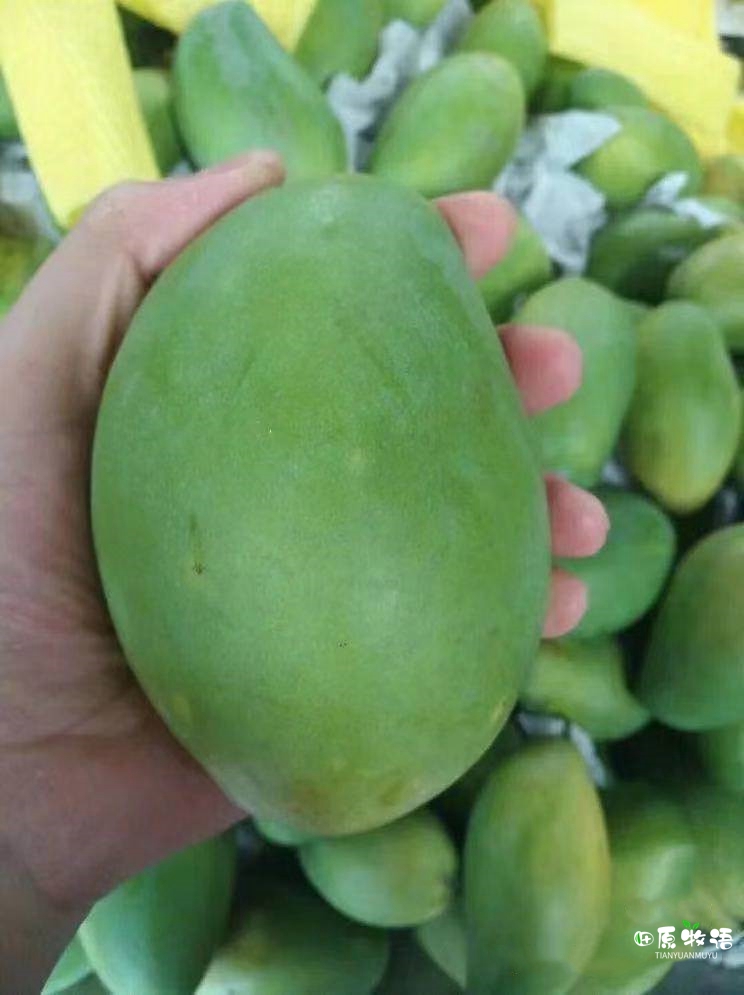 越南大青芒果批发价,越南大青芒果直播卖货第一名