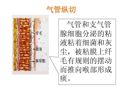 肺炎细菌感染用什么抗生素最好,新冠肺部感染后抗生素选择