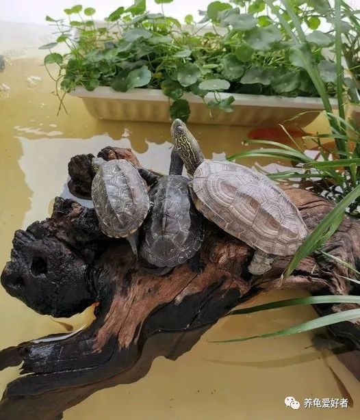 怎么培养龟的雄性,12公分的北美龟不凶怎么弄