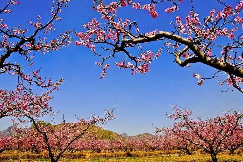 廊坊市赏花踏青第一名,廊坊赏桃花景点