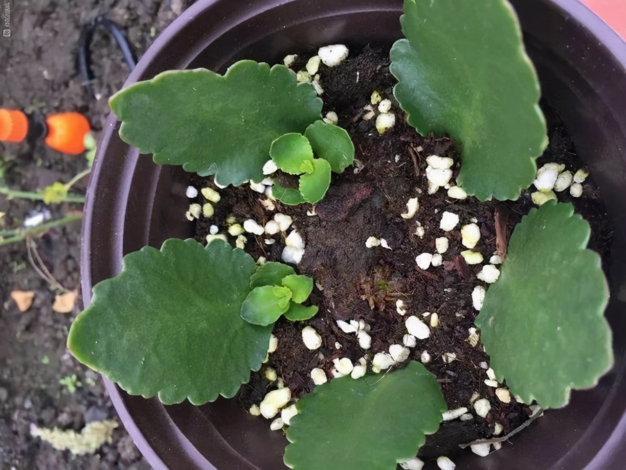 养长寿花的绝招,养长寿花怎么过冬